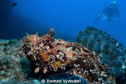 Spotted scorpionfish. Nice piece about 40 cm by Roman Vyroubal 